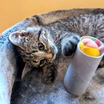 Thumbnail photo of Dolce #4