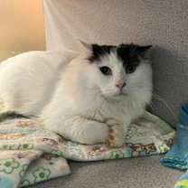 Thumbnail photo of Blueberry Pie - Bonded to Choc #1