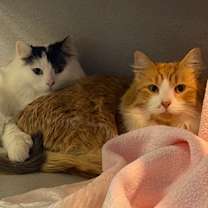 Thumbnail photo of Chocolate Cream - Bonded to Bl #2