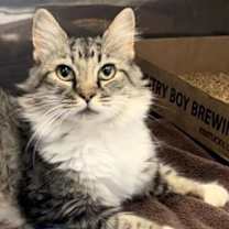 Thumbnail photo of Remington #1