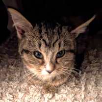 Thumbnail photo of Gucci #3