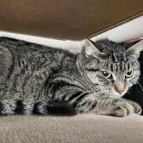 Thumbnail photo of Patty #3