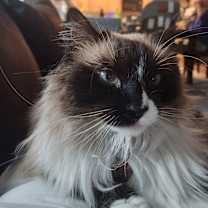 Thumbnail photo of Bonnie #1