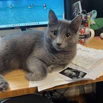 Thumbnail photo of Dakota #1