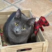 Thumbnail photo of Dakota #4