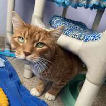 Thumbnail photo of Canelo #3