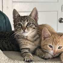 Thumbnail photo of Thunder #4