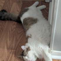 Thumbnail photo of Mochi #4