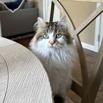 Thumbnail photo of Lila #1