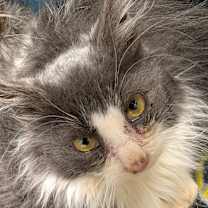 Thumbnail photo of Sully #1