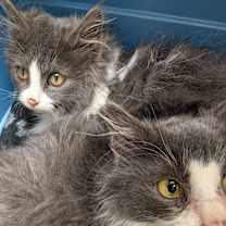 Thumbnail photo of Sully #3