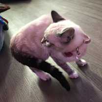 Thumbnail photo of Diva #1