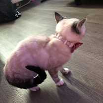 Thumbnail photo of Diva #2