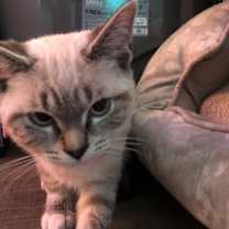 Thumbnail photo of Diva #4