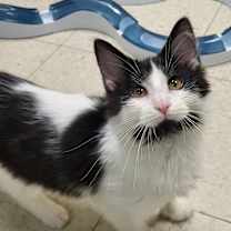 Thumbnail photo of Hulu #2