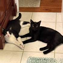 Thumbnail photo of Zambezi #3