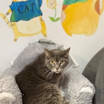 Thumbnail photo of Stella #1