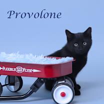 Thumbnail photo of Provolone C25-339 #1