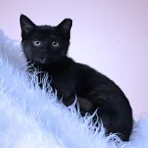 Thumbnail photo of Mozzarella C25-342 #1