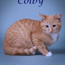 Thumbnail photo of Colby C25-341 #2