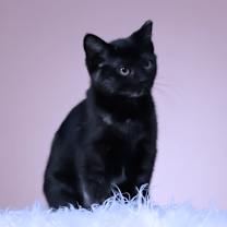 Thumbnail photo of Mozzarella C25-342 #3