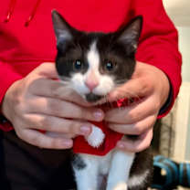 Thumbnail photo of Pecan #3