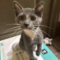 Thumbnail photo of Orella #2