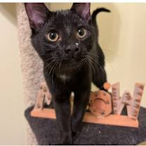 Thumbnail photo of Shadow #1