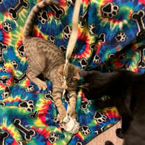 Thumbnail photo of Shadow #3