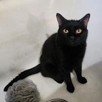 Thumbnail photo of Pickles #3