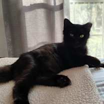 Thumbnail photo of Velvet #2