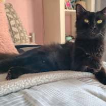 Thumbnail photo of Velvet #3