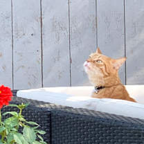 Thumbnail photo of Mars #3