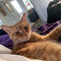 Thumbnail photo of Mars #4