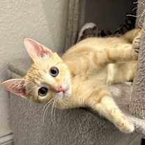 Thumbnail photo of Ricki #1