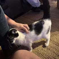 Thumbnail photo of Fo #2