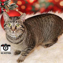 Thumbnail photo of Stella #2