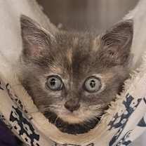 Thumbnail photo of Gypsy #2