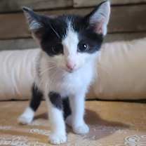 Thumbnail photo of Marty #3