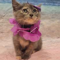 Thumbnail photo of Gypsy #3