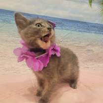 Thumbnail photo of Gypsy #4