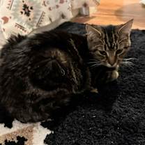 Thumbnail photo of Cayenne (Cai) #2