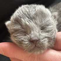 Thumbnail photo of Jack Frost #3