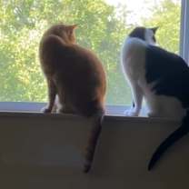 Thumbnail photo of Oscar & Oreo #1