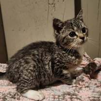 Thumbnail photo of Poppy #1