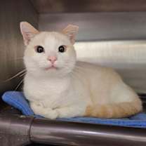 Thumbnail photo of Flame 5673C #4