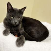 Thumbnail photo of Summer #2