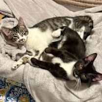 Thumbnail photo of Skippy Jon #2