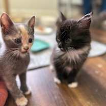 Thumbnail photo of Cozy #4