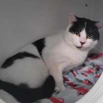 Thumbnail photo of Anchovy #1